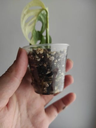 Monstera Adansonii Variegata