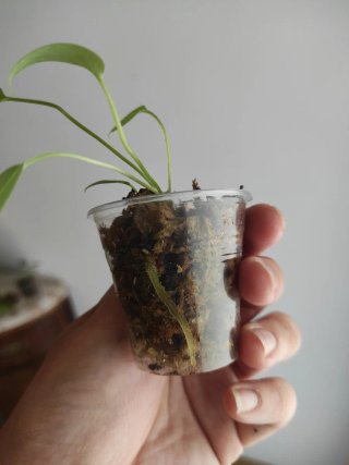 Anthurium pallidiflorum