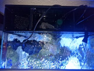 Waterbox Nano Marino en funcionamiento