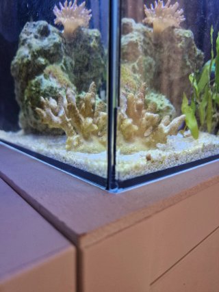 Waterbox Nano Marino en funcionamiento