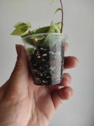 Senecio macroglossus
