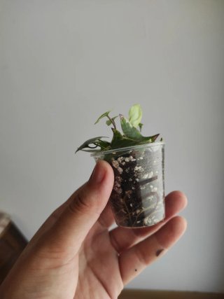 Senecio macroglossus