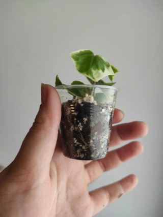 Senecio macroglossus