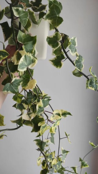 Senecio macroglossus
