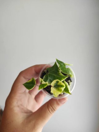 Senecio macroglossus planta