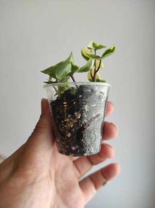 Senecio macroglossus planta