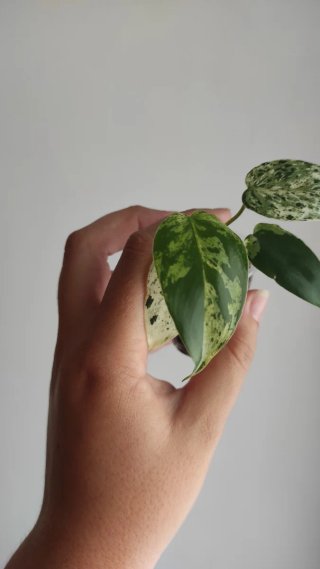 Philodendron Ilsemanii