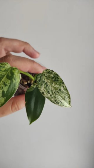Philodendron Ilsemanii