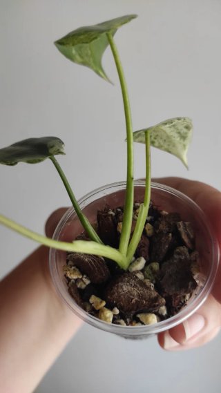Philodendron Ilsemanii