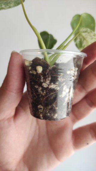 Philodendron Ilsemanii