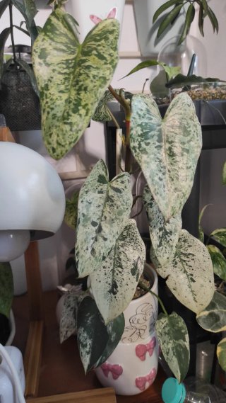 Philodendron Ilsemanii