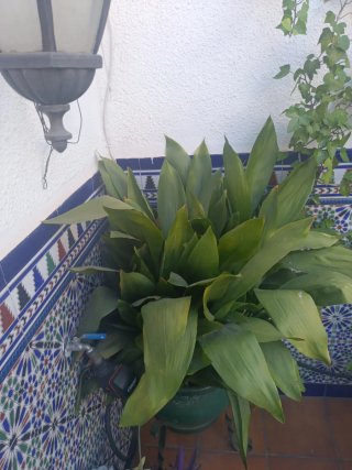 Macetas de jardín con soporte de hierro