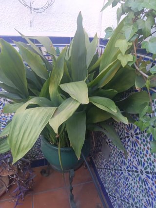 Macetas de jardín con soporte de hierro