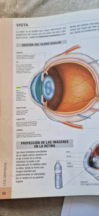 Atlas Basico de Anatomia