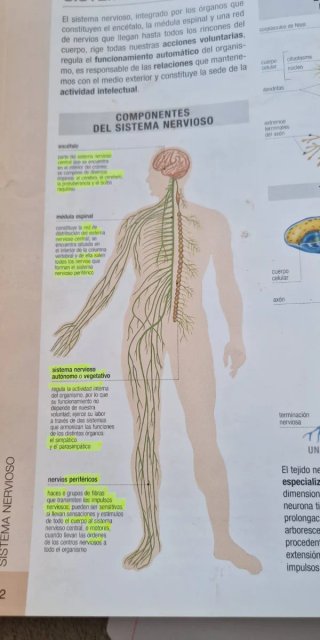 Atlas Basico de Anatomia