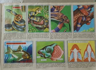 Álbum de Cromos MAGA "Zoología y Botánica" (TBO10)