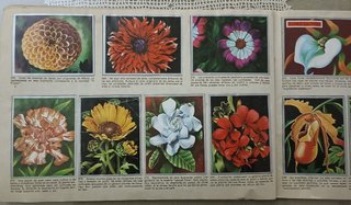 Álbum de Cromos MAGA "Zoología y Botánica" (TBO10)