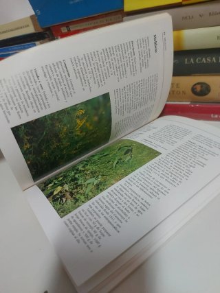 Conocer las plantas medicinales
