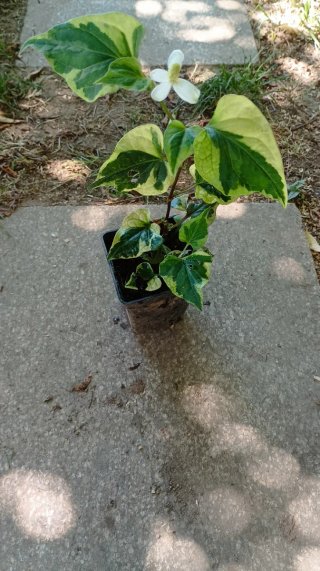 Planta para estanque o maceta