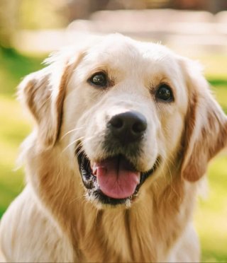 Busco  cuidador  de perro