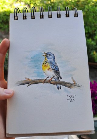 Disegno uccellino su ramo acquerello