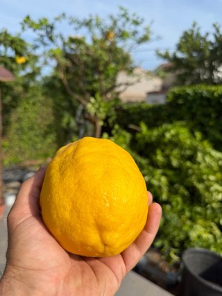 Limones naturales frescos 5kg minimo