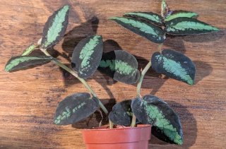 Pellionia repens planta