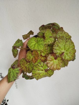 Planta Begonia Frog