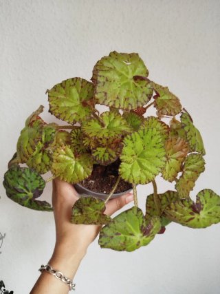 Planta Begonia Frog