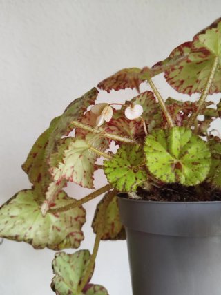 Planta Begonia Frog