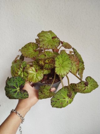 Planta Begonia Frog