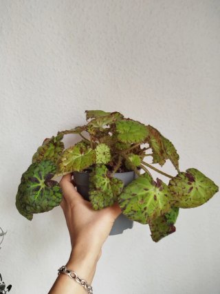 Planta Begonia Frog