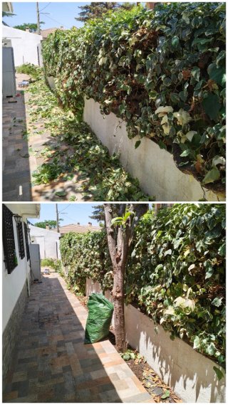 Jardinero y desbroce en cogollos Vega, nivar