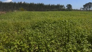 Trigo sarraceno sin gluten