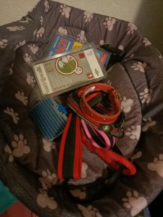 Lote Accesorios para perro Oportunidad