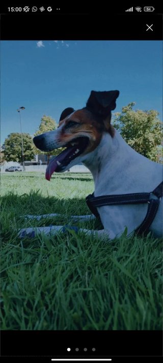 CUIDADOR DE PERROS