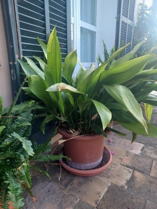 Aspidistra o planta de hierro. 7 Plantas.