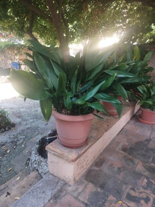 Aspidistra o planta de hierro. 7 Plantas.