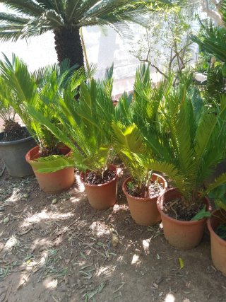 Palmeritas Cyca