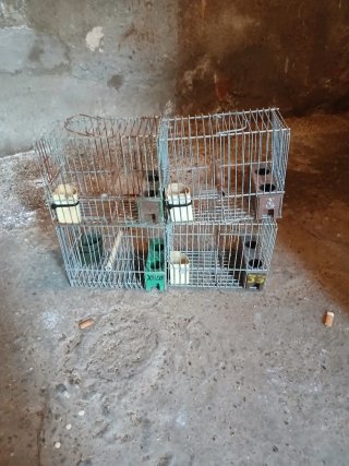 Jaulas para pájaros (4unidades)