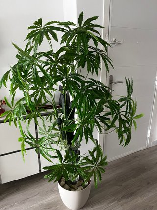 Planta Artificial Decorativa