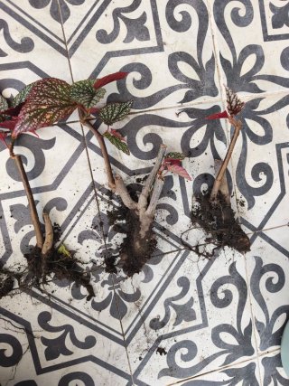 Begonias argenteo guttata, ala de ángel, con raíz