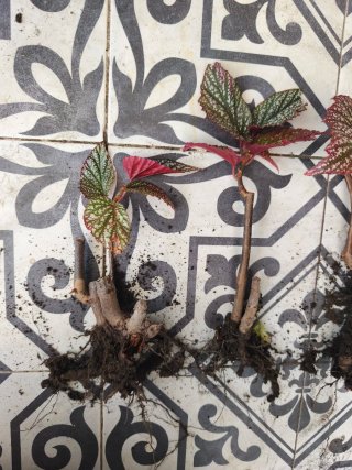 Begonias argenteo guttata, ala de ángel, con raíz