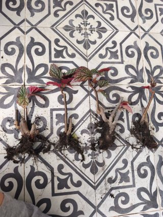 Begonias argenteo guttata, ala de ángel, con raíz