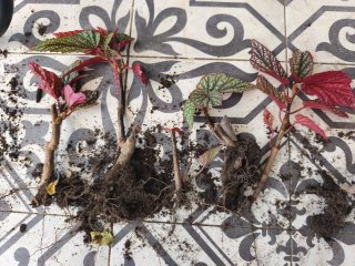 Begonias argenteo guttata, ala de ángel, con raíz