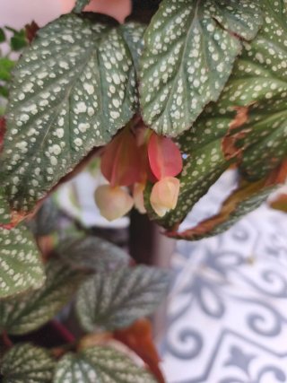 Begonias argenteo guttata, ala de ángel, con raíz