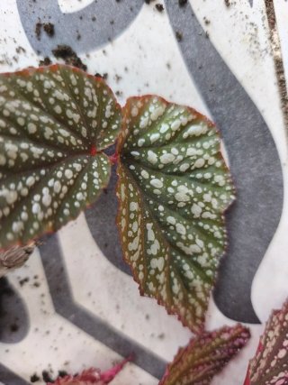 Begonias argenteo guttata, ala de ángel, con raíz