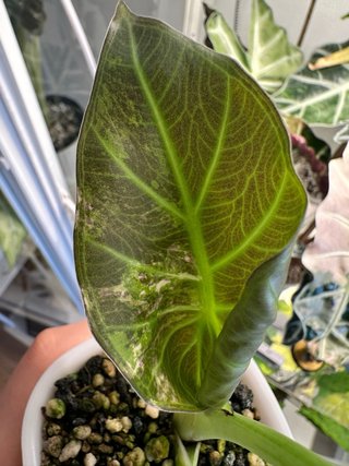 Pack Alocasias para Victoria