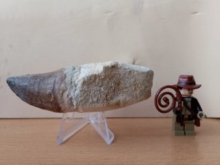 Gran Diente Fósil de Mosasaurio de 10cm