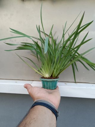 PLANTAS DE ACENTO FLOR AMARILLA
